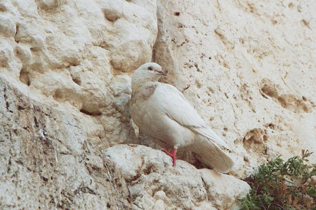 Photograph by Menachem Lehrfield