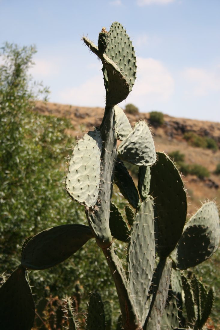 Photograph by Menachem Lehrfield